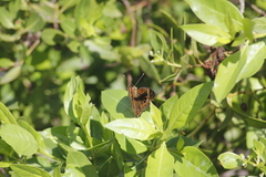Junonia neildi varia