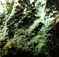 Hypocenomyce scalaris