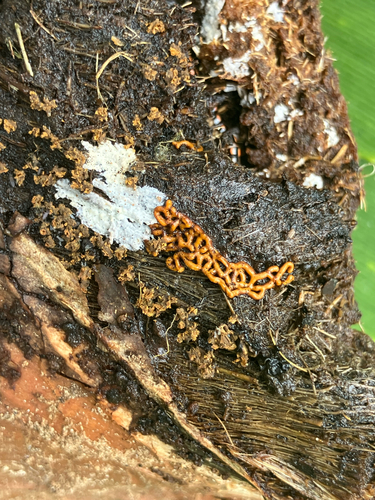 Hemitrichia serpula, 2026-03-13
