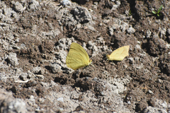 Phoebis agarithe fisheri