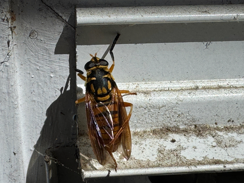 Unknown species found near Madisonville