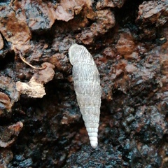 Macrogastra ventricosa