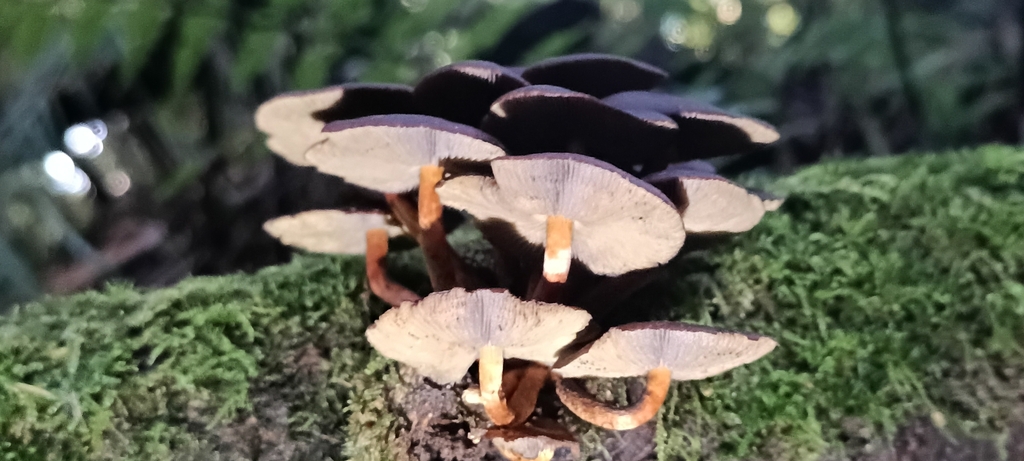 Hypholoma brunneum · March 2026 · photo: © ekojeo (iNaturalist, cc-by)