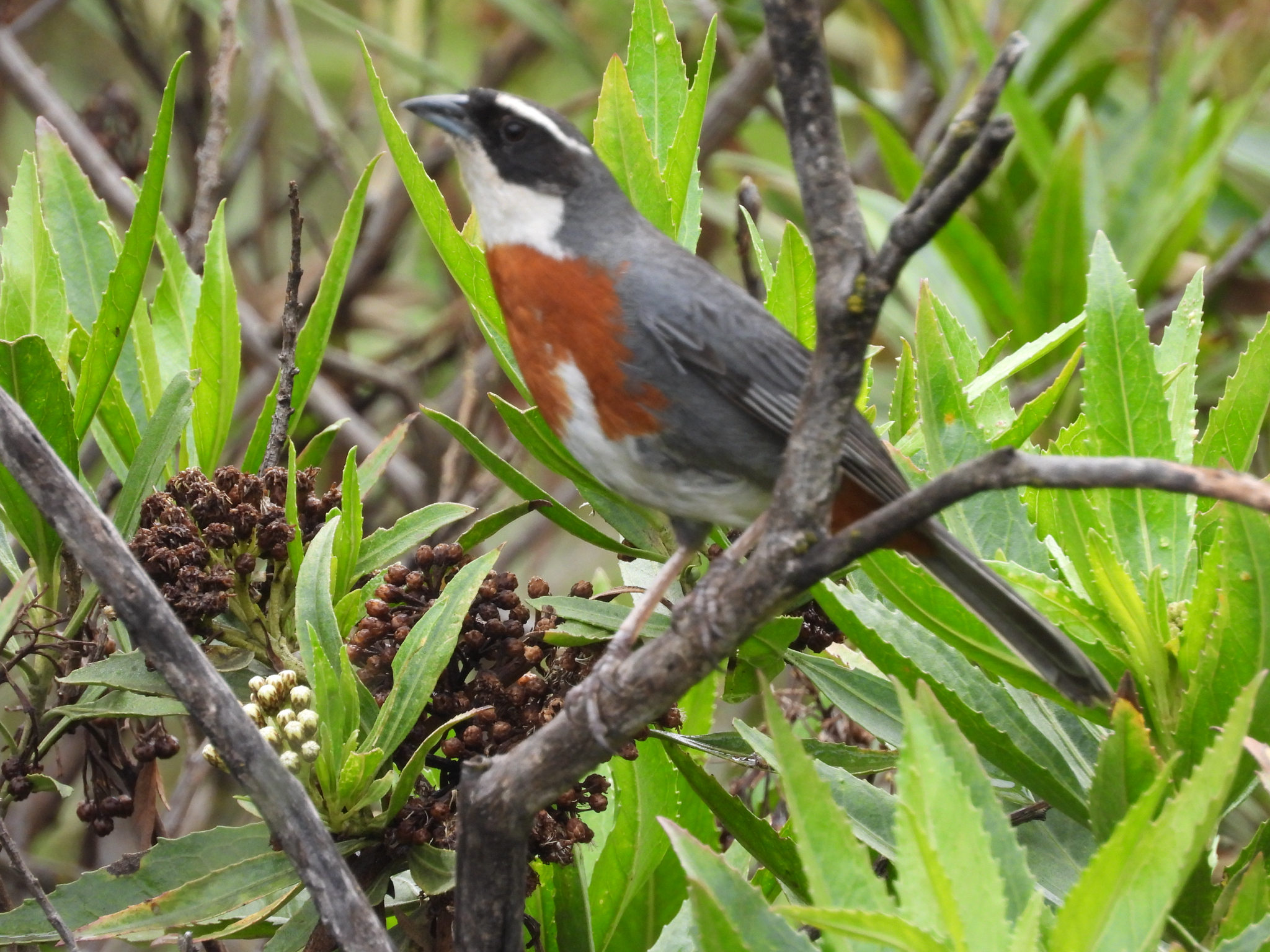 Chestnut-breasted Mountain Finch (Poospizopsis caesar), photo 1