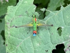 Paramastax rosenbergi