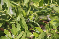 Brephidium exilis yucateca