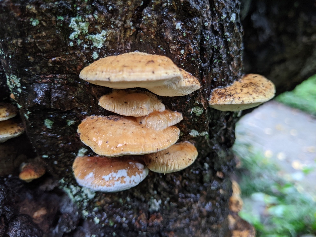 Truncospora ochroleuca · August 2021 · photo: © timur_kalininsky (iNaturalist, cc-by)