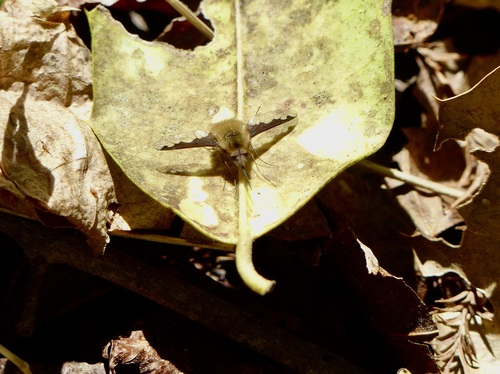 Unknown species found near Richland County, SC, USA
