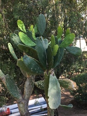 Opuntia