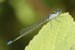Cyanallagma bonariense
