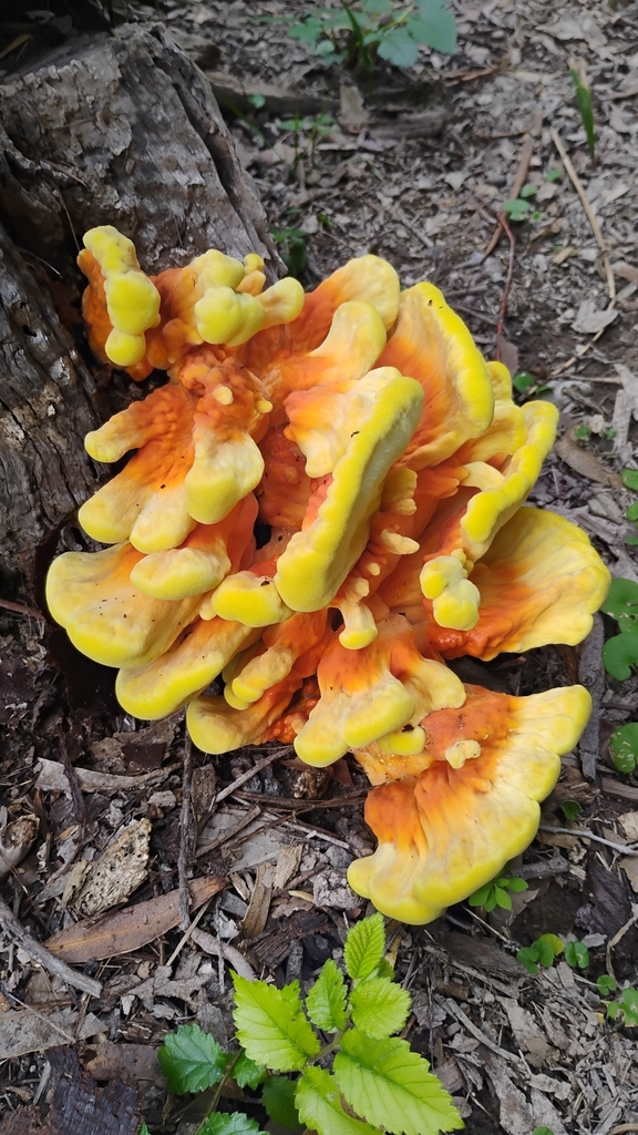 Laetiporus gilbertsonii · March 2026 · photo: © nahueldm (iNaturalist, cc-by)