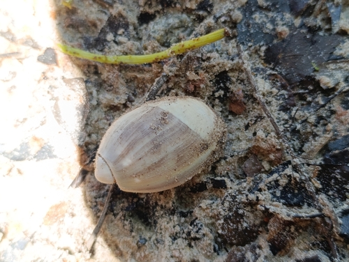 Olivancillaria auricularia