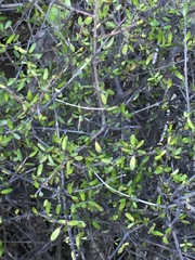Coprosma propinqua propinqua