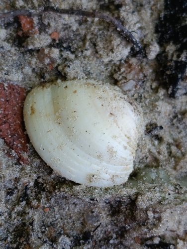 Anomalocardia flexuosa