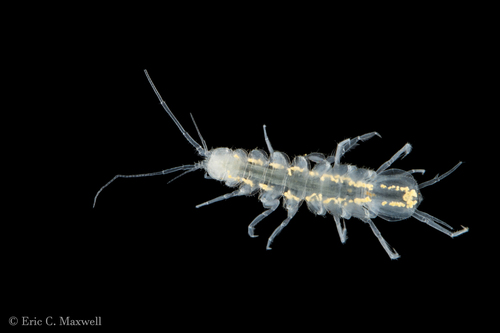Caecidotea hobbsi
