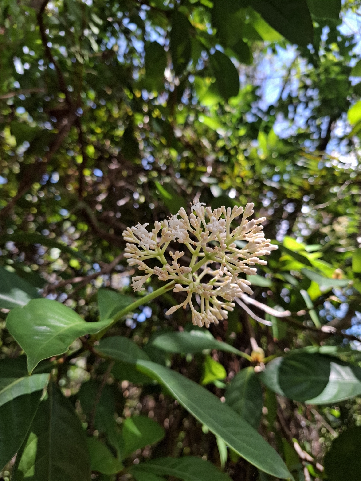 Imagem de Fruta de-sanhaço
