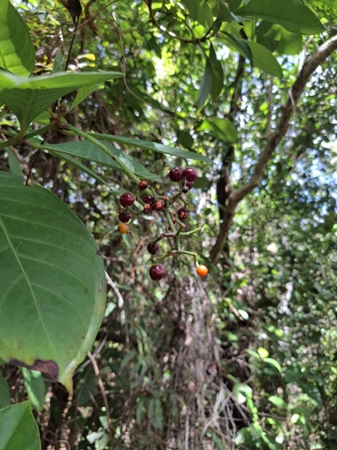 Foto de Fruta de-sanhaço
