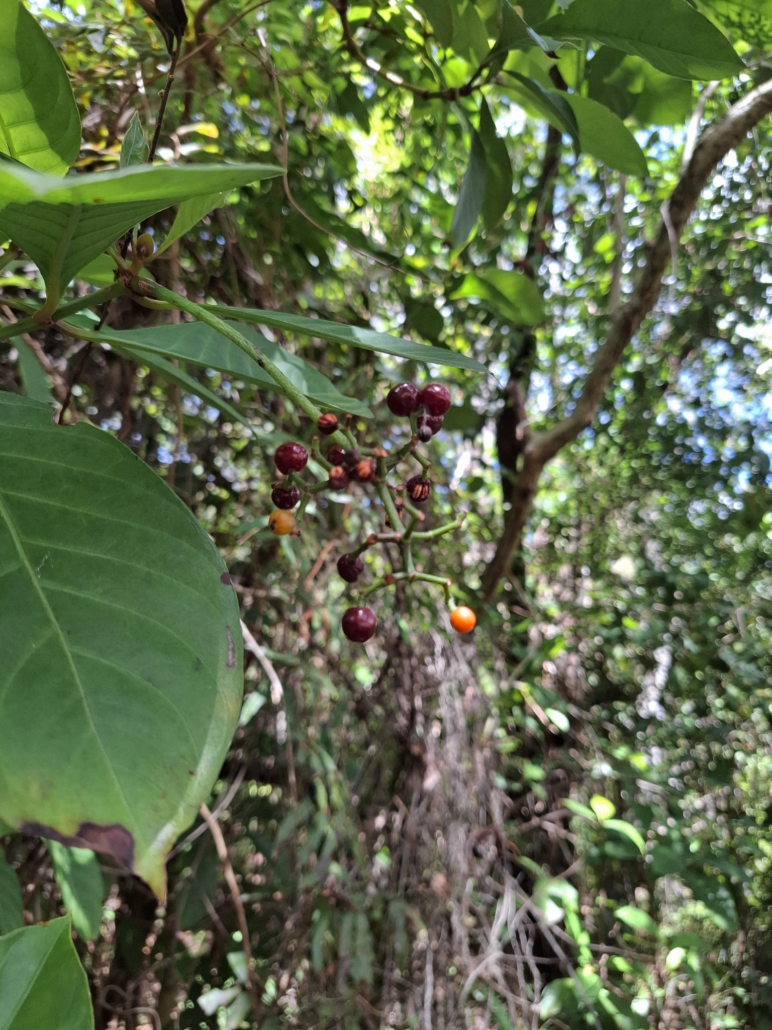 Imagem de Fruta de-sanhaço