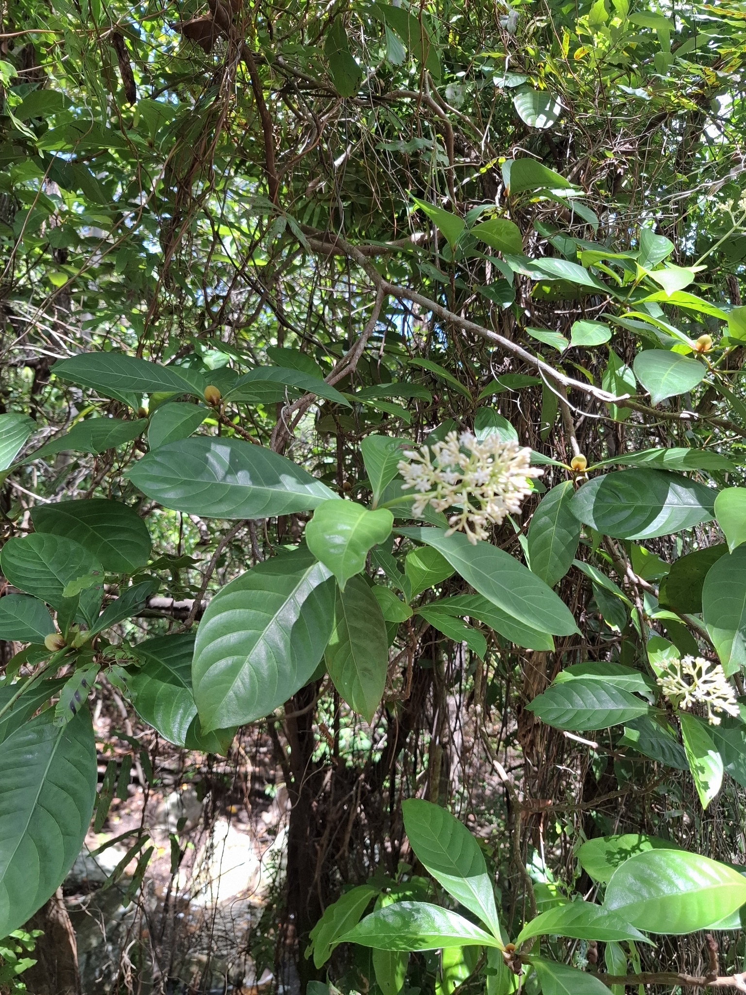 Imagem de Fruta de-sanhaço