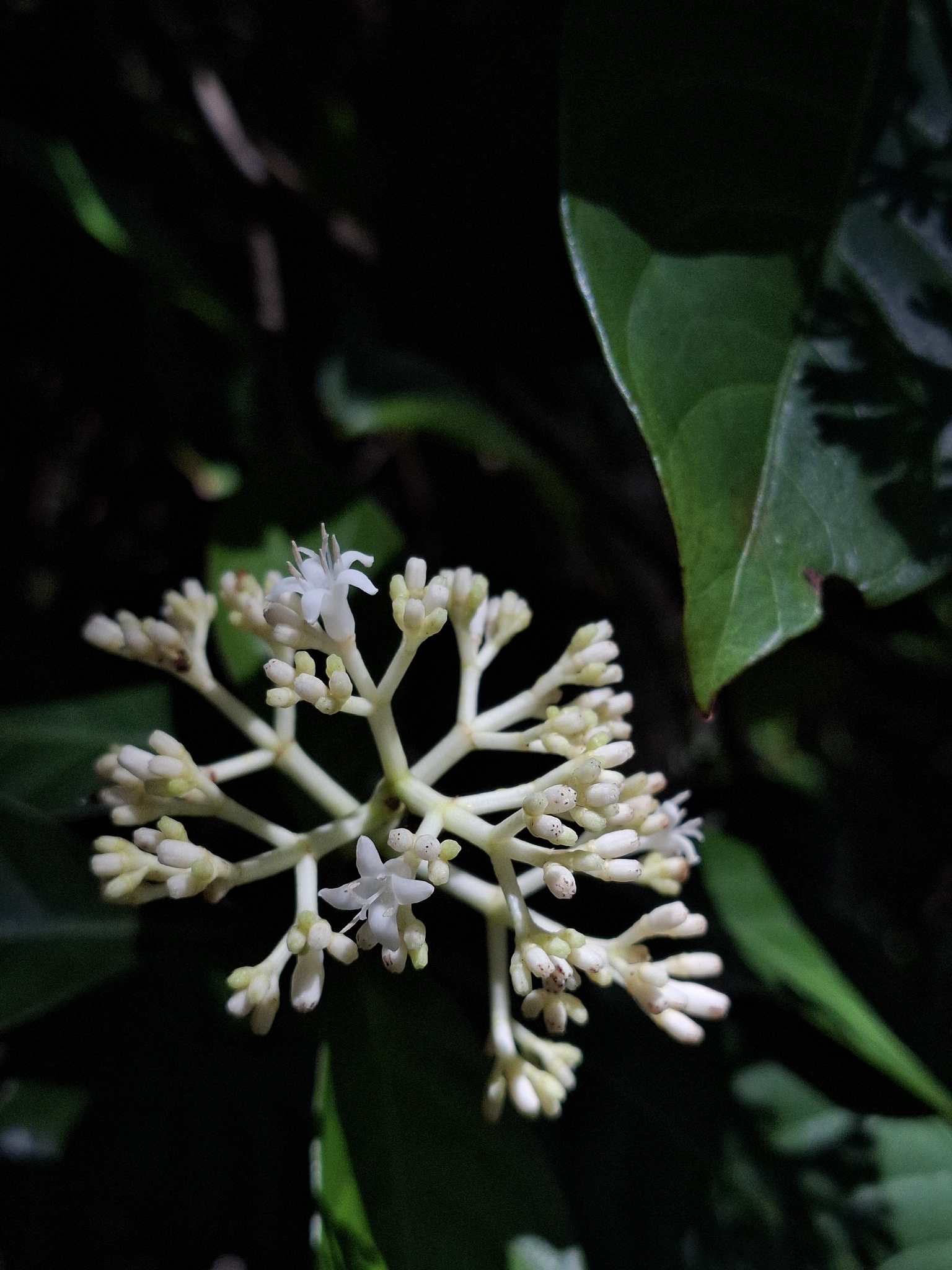 Imagem de Fruta de-sanhaço
