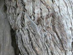 Lygodactylus chobiensis