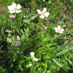 Anemonastrum zephyrum