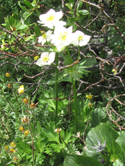 Anemonastrum zephyrum