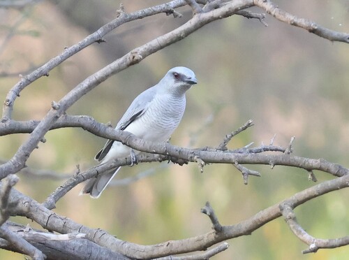 Indian Cuckooshrike (Coracina macei)
