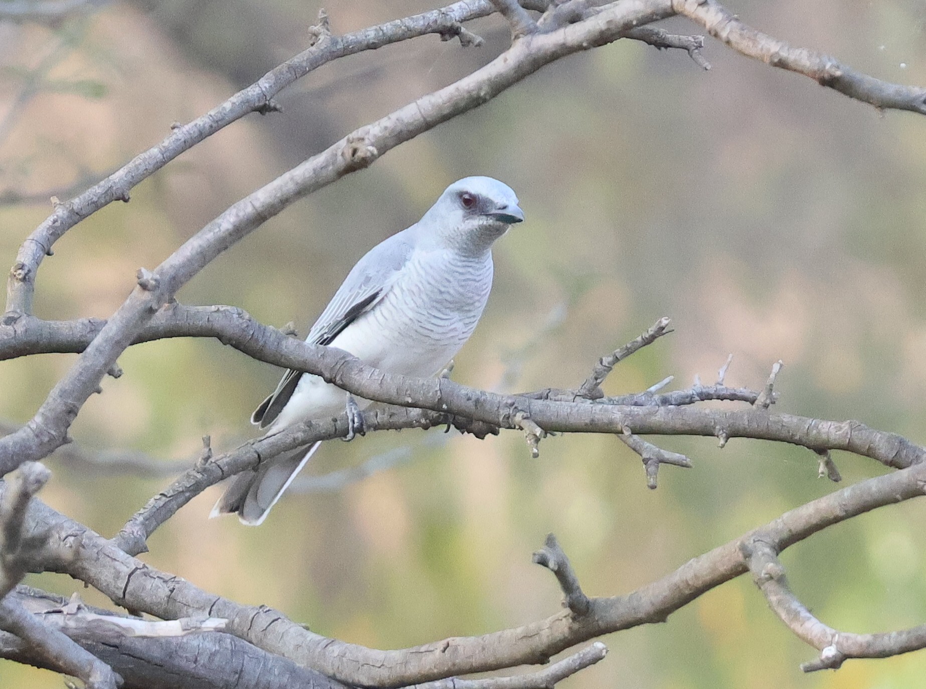 Indian Cuckooshrike (Coracina macei), photo 1