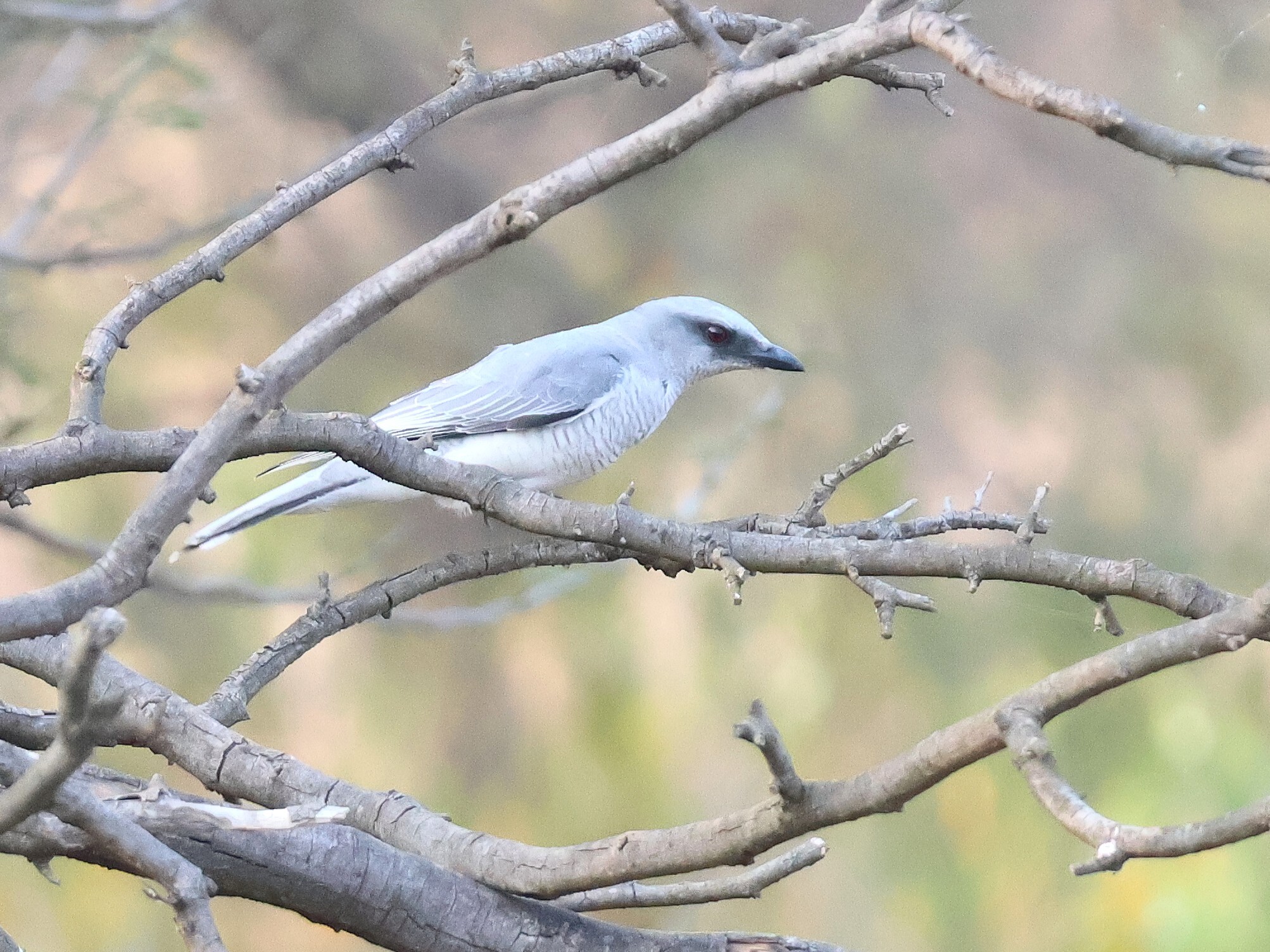 Indian Cuckooshrike (Coracina macei), photo 2