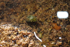 Clibanarius erythropus