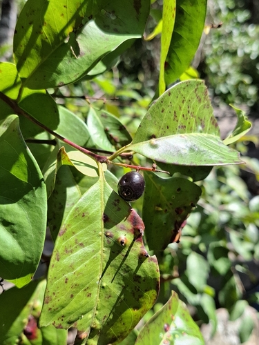 Eugenia florida (Eugenia florida)