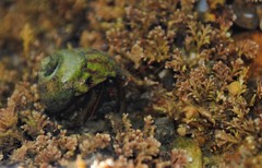 Clibanarius erythropus