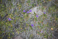 Ruellia californica californica