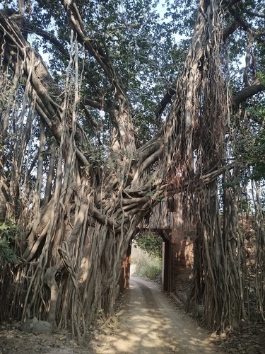 Indian Banyan (Ficus benghalensis)