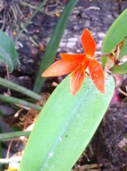 Guarianthe aurantiaca