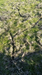 Microtus californicus