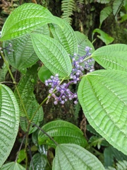 Miconia valeriana