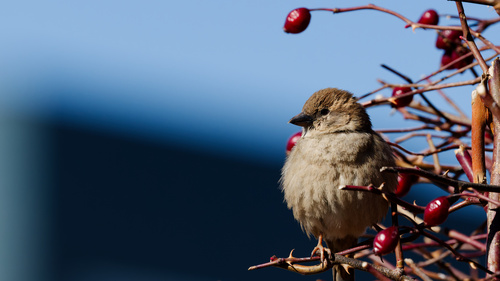 House Sparrow photographed in Utah