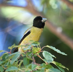 Coccothraustes abeillei