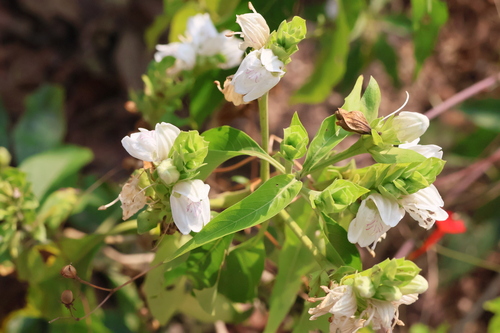 Justicia adhatoda (Justicia adhatoda)