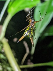 Micrathena brevipes