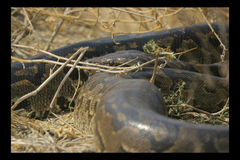 Python natalensis