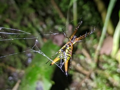Micrathena brevipes