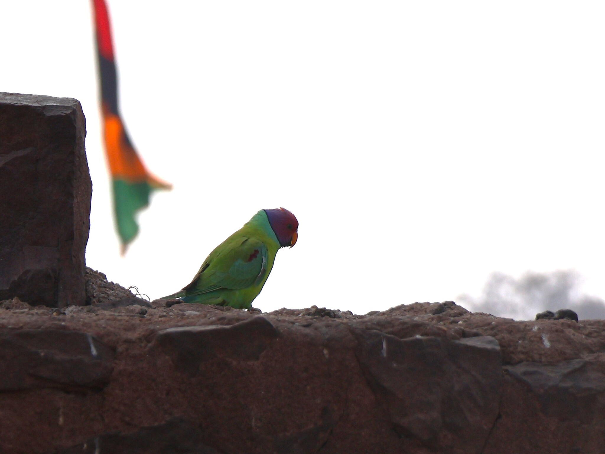 Plum-headed Parakeet (Psittacula cyanocephala), photo 10