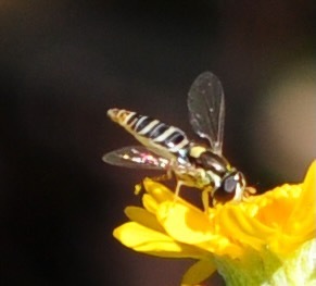 Unknown species found near Stonecrest, GA, USA