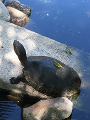 Trachemys venusta cataspila