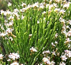 Veronica cupressoides