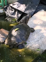 Trachemys venusta cataspila