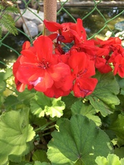 Pelargonium × hybridum